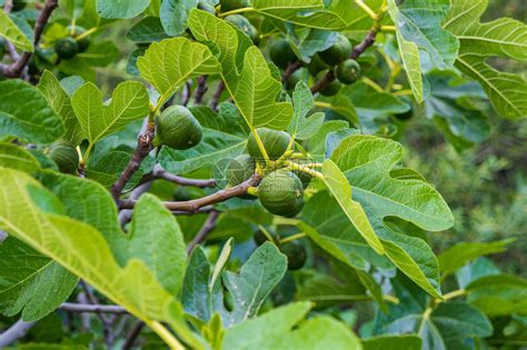 无花果树寓意|無花果的象徵與寓意：從信仰到日常生活的啟示